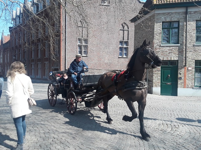 Horse Drawn Carriage Ride in Bruges 1
