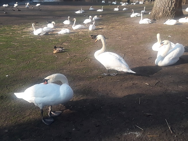 Bruges Swans