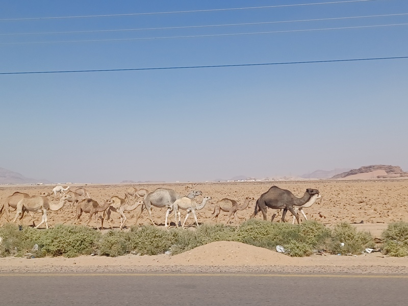 Amman Camels