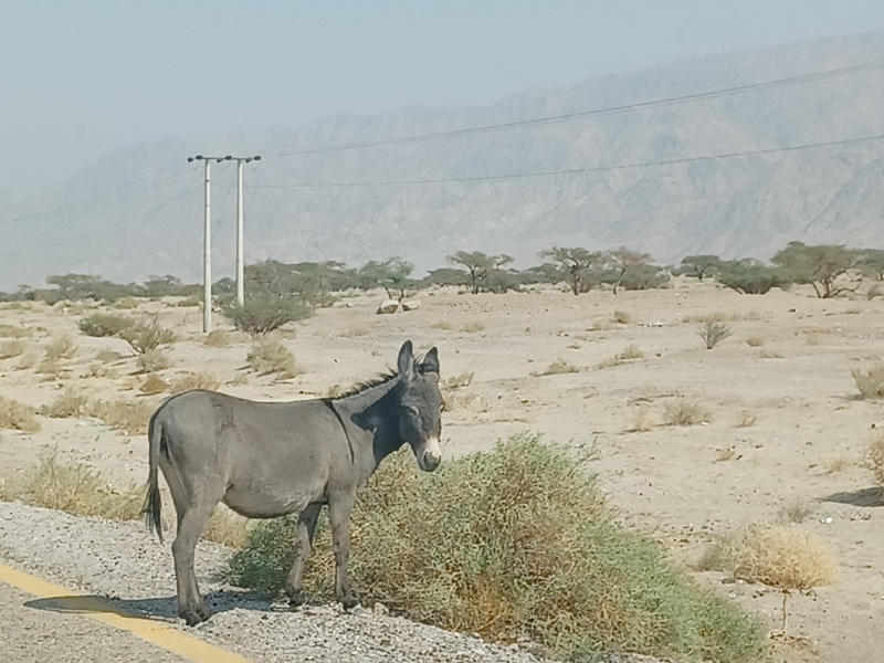 Amman Donkey