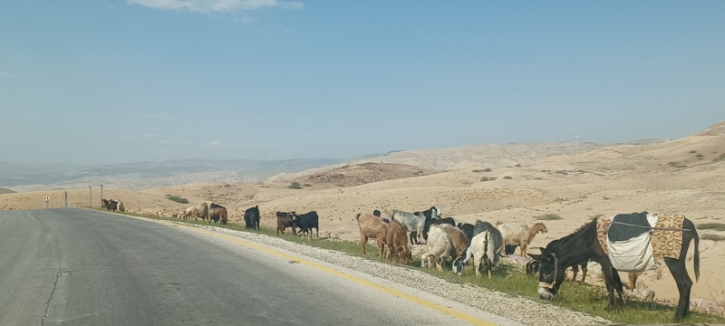 Amman Goats