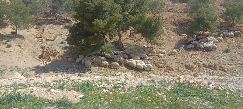 Amman Sheep