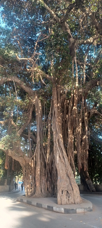 Cairo Tree 1