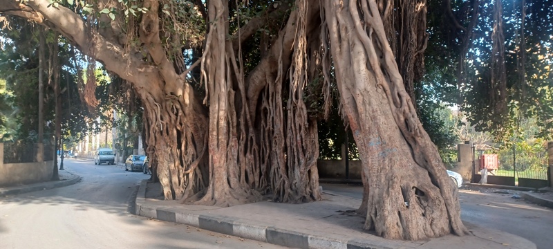 Cairo Tree 2