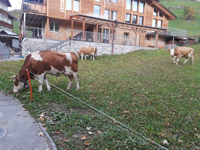 Cows in Gimmelwald