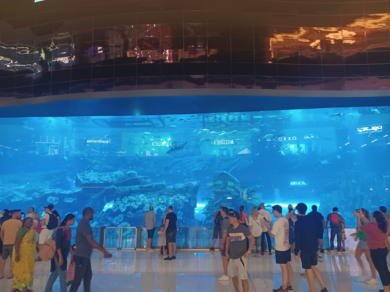 Dubai Mall Aquariuim 2