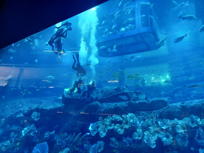 Dubai Mall Aquariuim 4
