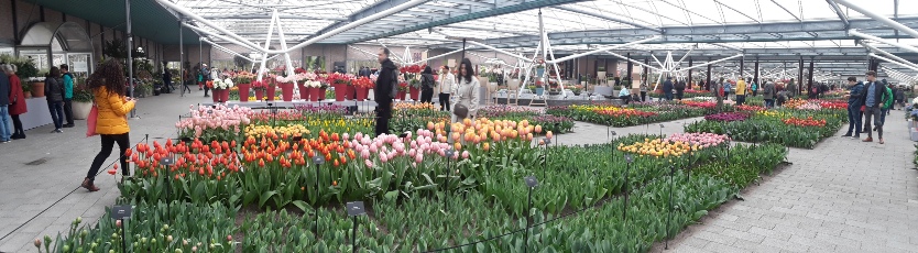 Keukenhof Gardens 6
