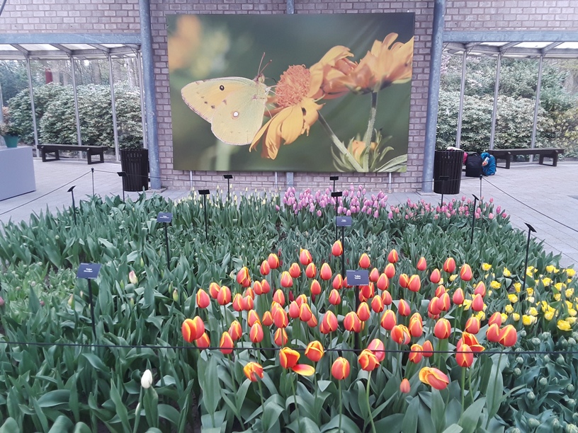 Keukenhof Gardens 8