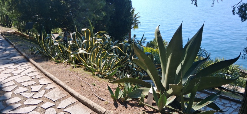 Villa Monastero 8