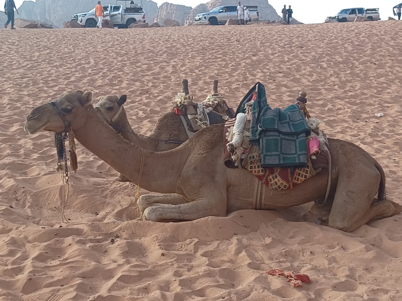 Wadi Rum Camels 1