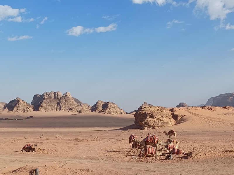 Wadi Rum Camels 2