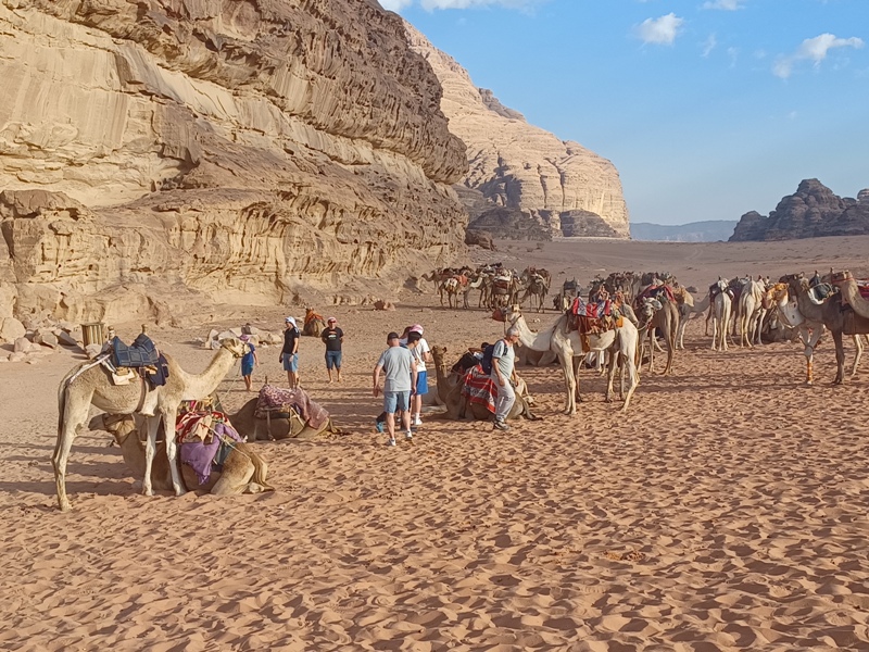 Wadi Rum Camels 3