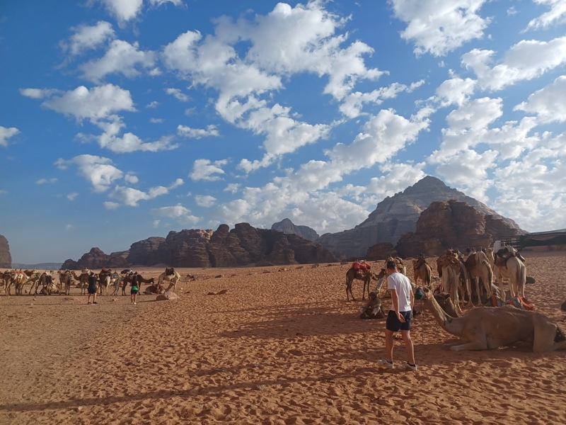 Wadi Rum Camels 4